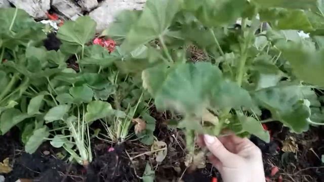 Пересадка герани с улицы домой в горшки.