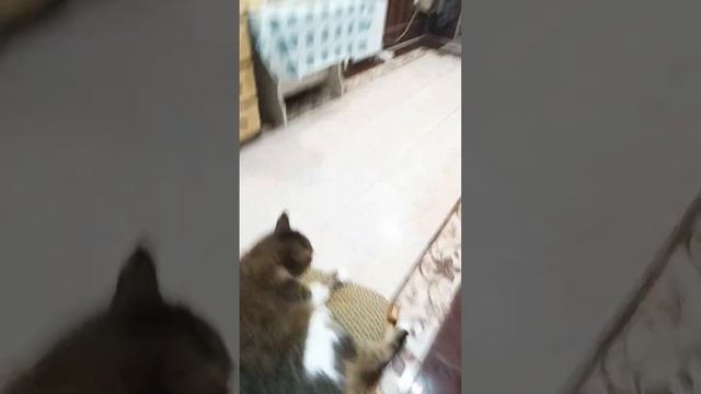 Котя катается на гелике