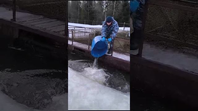 КРХ ТРИФОН
