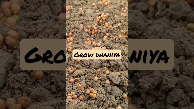 Grow dhaniya in pot। #dhaniya #shorts #viralshorts