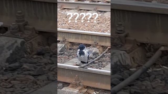 Запасливая ворона.