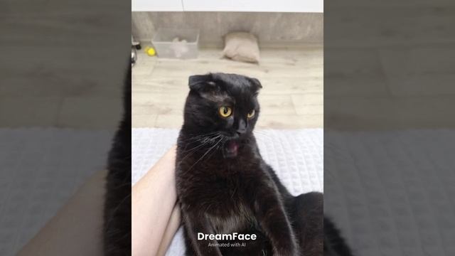 Смешной чернышь часть 3🐱😜