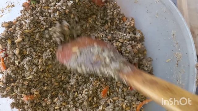 09-01-2025 Яйцо сварилось в подстилке. 😳