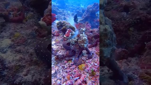 Красавица Осьминожка🐙