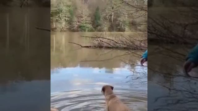 ни с кем так не погуляешь как с собакой