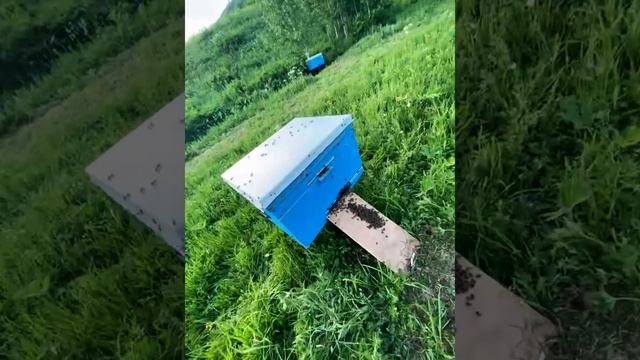 @NikSvoiznayt
#ЧайКитайскийМедАлтайский