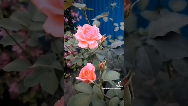 Красота, она ведь... в мелочах🥀.mp4