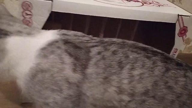 Хендмэйдный подарок Тигруне от Великого Инквизитора