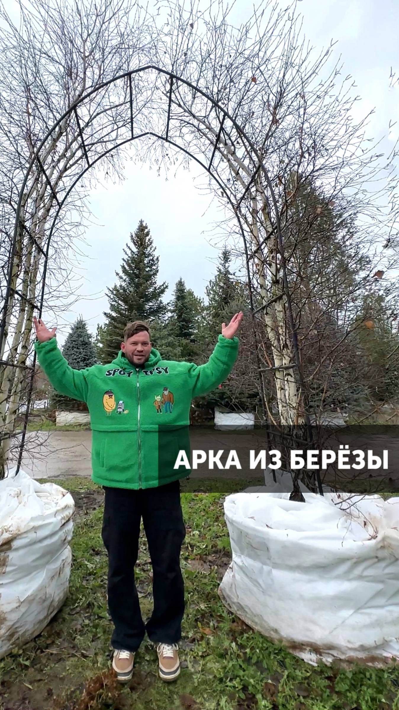 Настоящая АРКА ИЗ БЕРЁЗЫ #ландшафт #ландшафтнаякомпания #озеленение #природа #садоводство