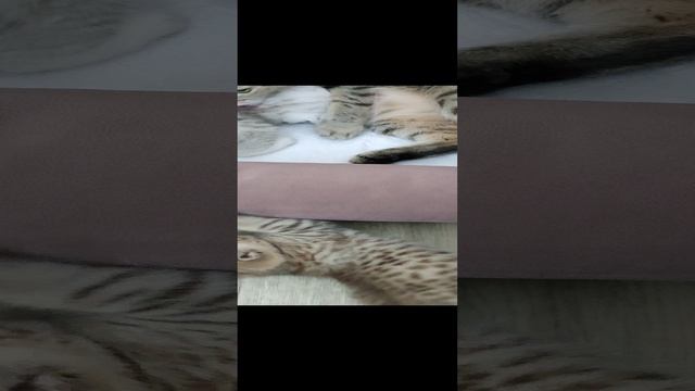 1000117233.mp4
