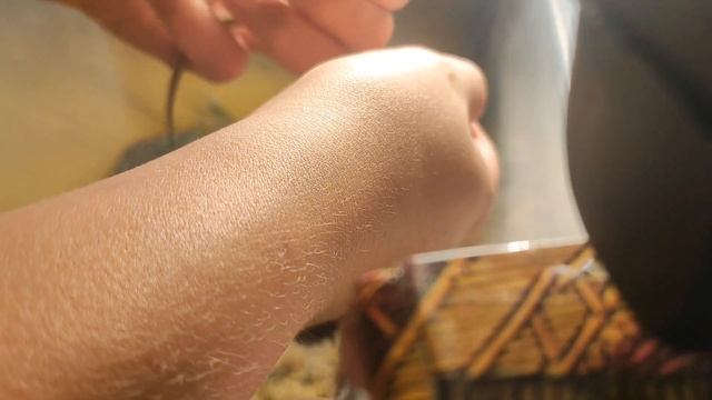Как приручить живородящую ящерицу