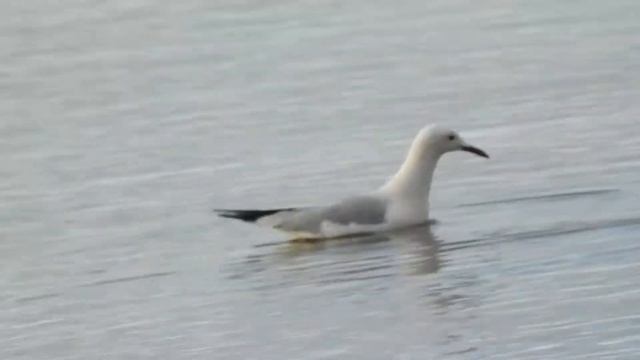 Slender-billed Gull, Gabbiano roseo (Chroicocephalus genei)