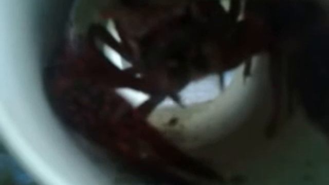 Procambarus Clarkii MINI