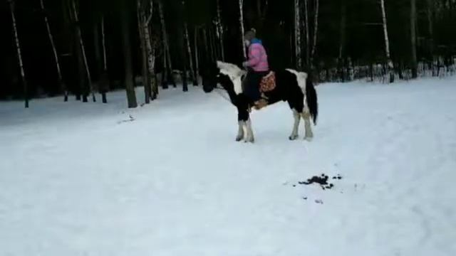Прогулка с лошадьми)