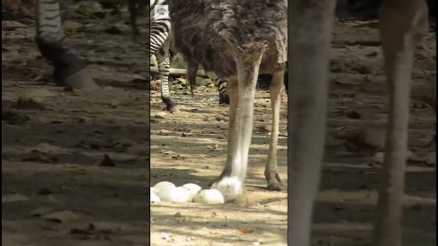 Ostrich Looking For Babies