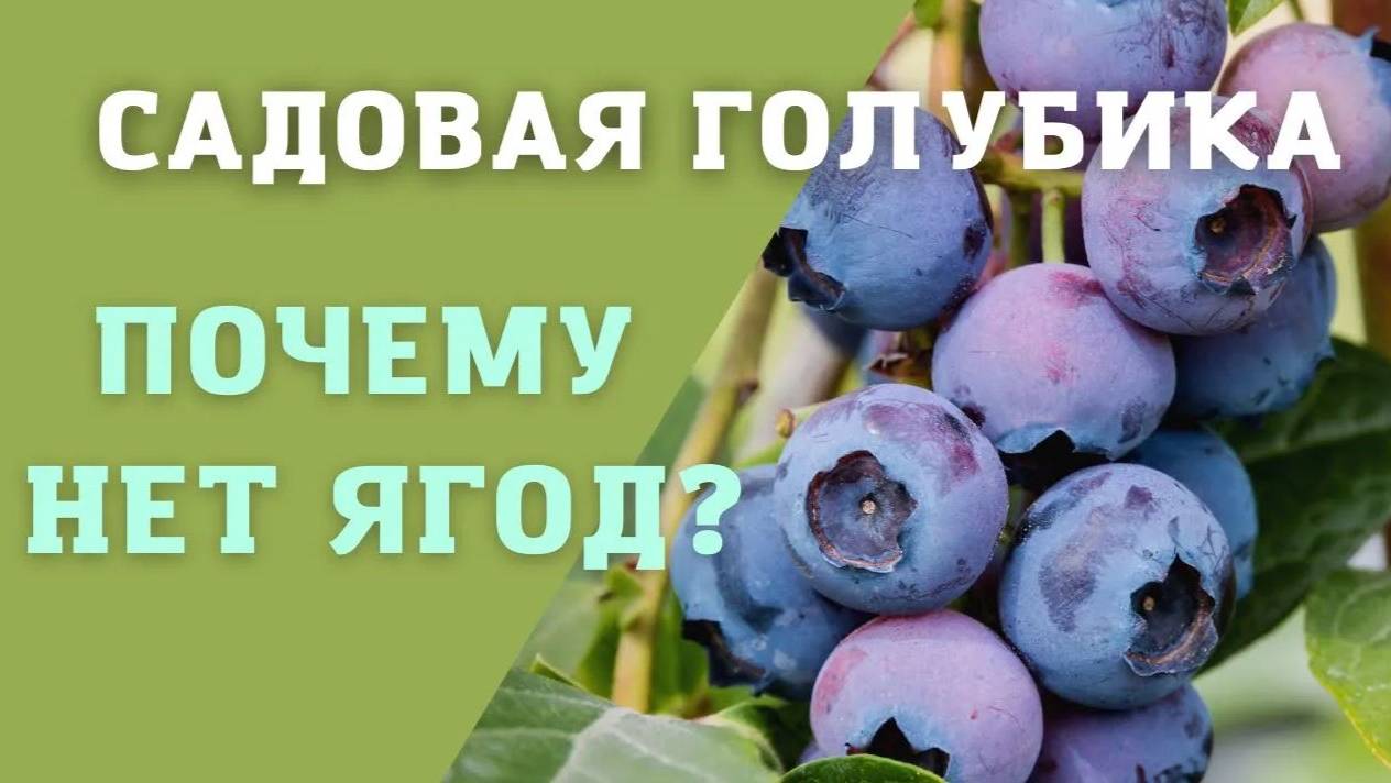 Посадка голубики | Почему нет ягод? | Какой нужен грунт?