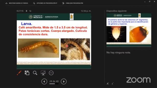 Guerrero - Seminario 9: Identificación y control de plagas en maíz