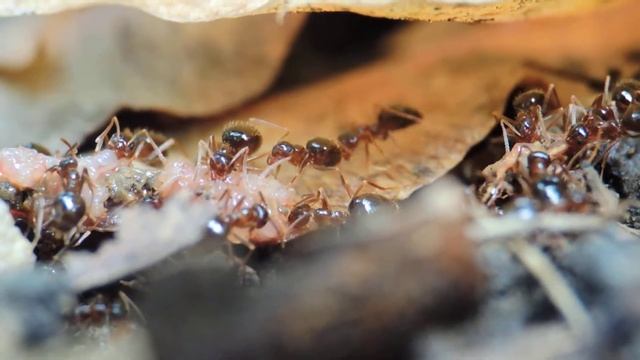 Prenolepis nitens cutting and eating earth worm