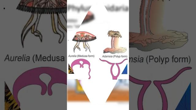 kingdom coelenterata,(cnidaria)label diagram 💯💯💯💯💯💯💯💫💫💫💫💫