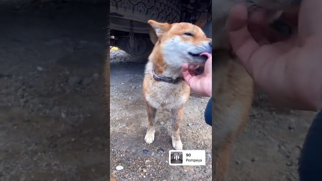 Бродяга под мостом) #сибаину #shibainu #toyota #hilux #доброеутро #собака #животные
