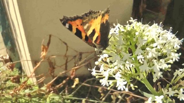 Ryde, Isle of Wight - Tortoiseshell Butterfly Aglais urticae