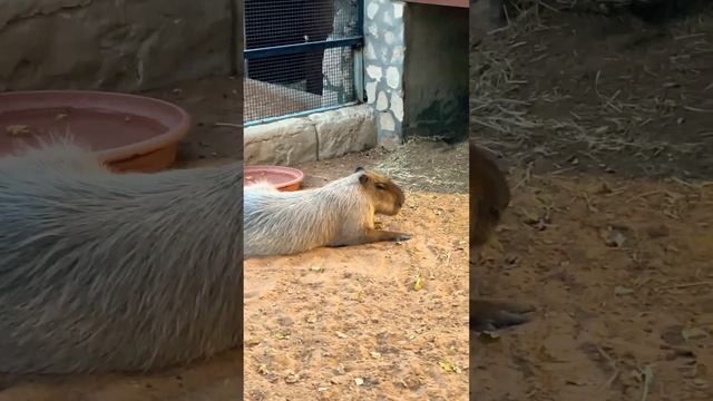 Наконец я встретила капибару❤️ Зоопарк в Абу Даби #капибара #zoo