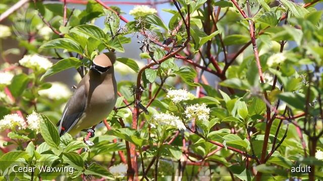 Cedar Waxwing (Bombycilla cedrorum)