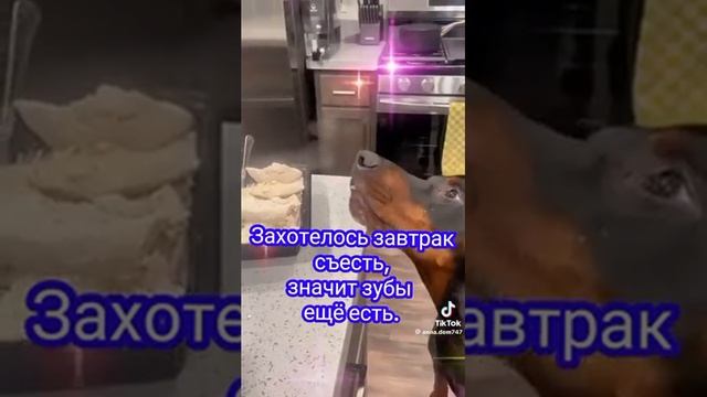 Зарисовка  домашних животных
Весёлая композиция.