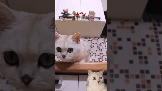 БЕЛКУ ОБМАНУЛИ #cat #pets