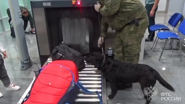Двух парней с 56 кг популярного дубайского шоколада задержали в тюменском аэропорту.