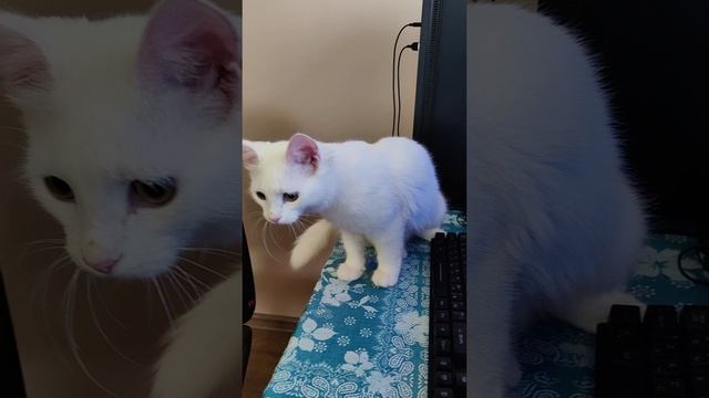 Если компьютер не работает, вам нужно вызвать специалиста по компьютерам.