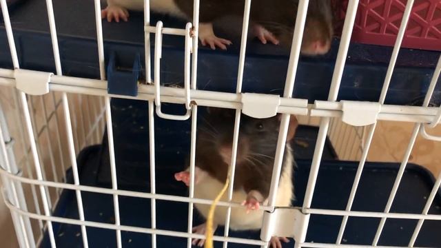 Крысы недовольны что им предлагают молодую морковку с грядки, отталкивают лапками. Мол ешьте сами🤣