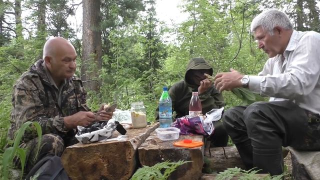 Прогулка по тайге.Папоротник орляк. Сбор черемши