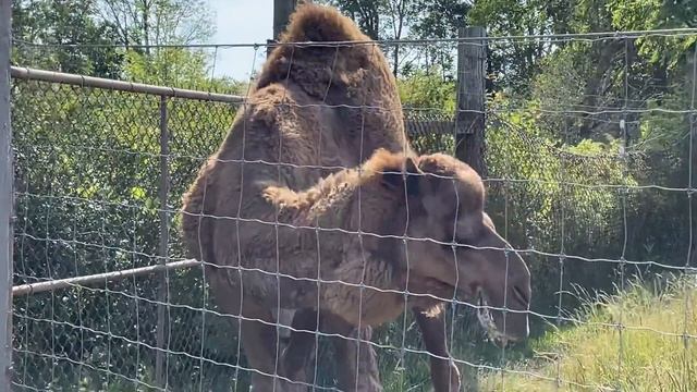 Is The Camel Going To Spit?! 🐪