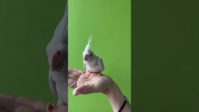 Безщёкие пёстро-перловые Корицы. Птенцы Кореллы.