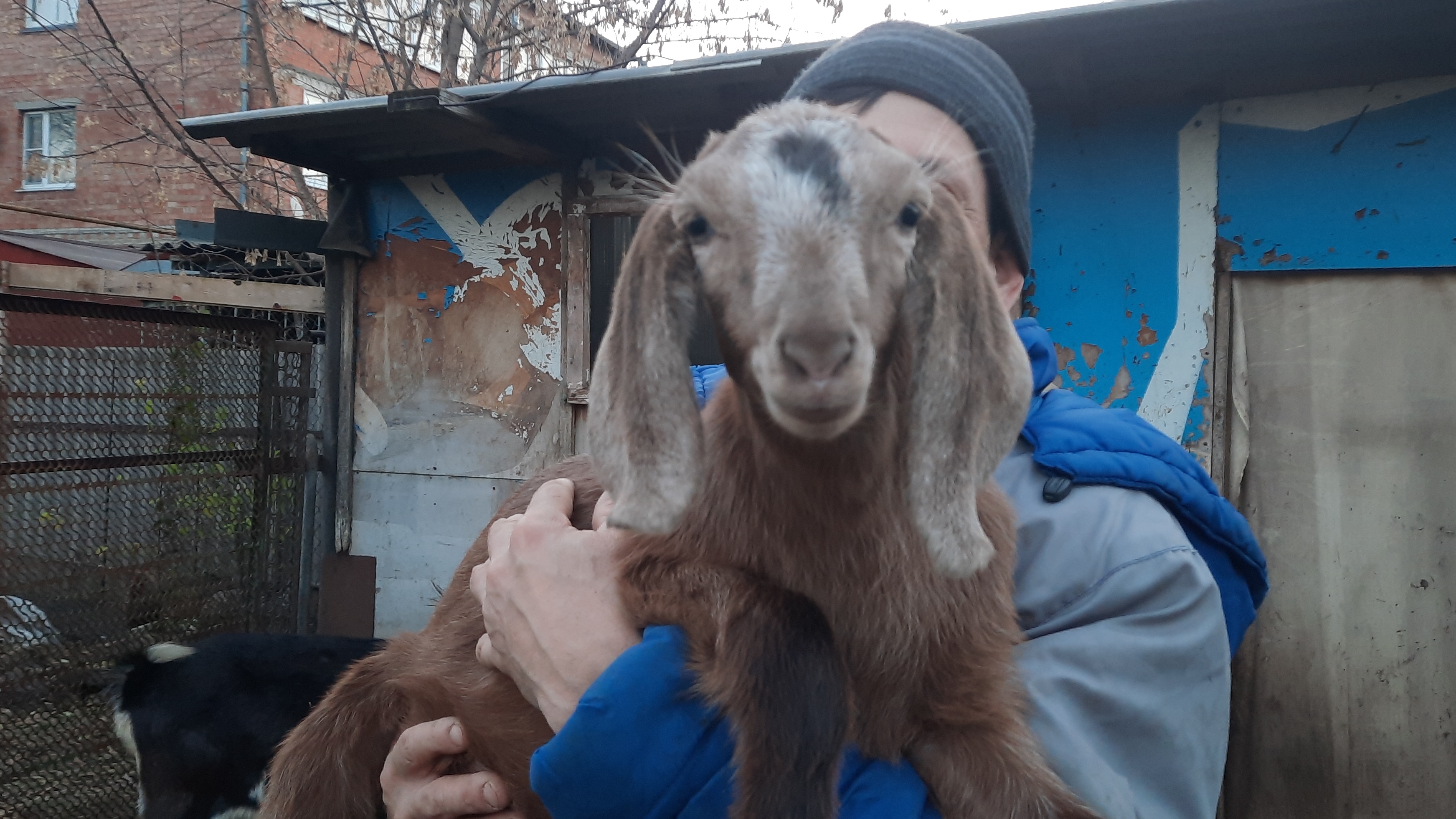 Такое вижу в первый раз.Купили инкубационное яйцо.Наши будни.