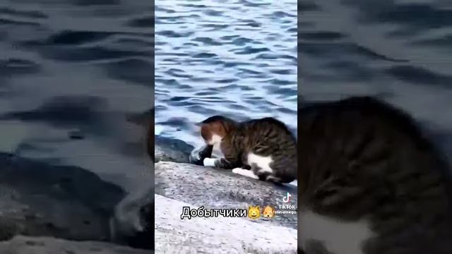 Добытчики