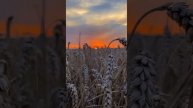 ЧАПАЕВ, Марина Девятова - Любить по-русски