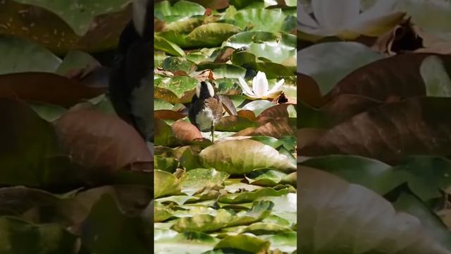 Young moorhen finds tiny little fish.