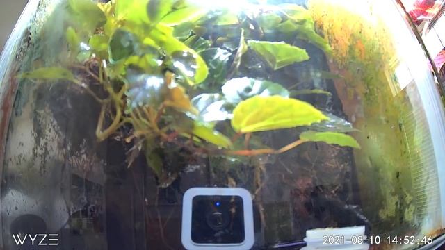 Oophaga pumilio Bastimentos