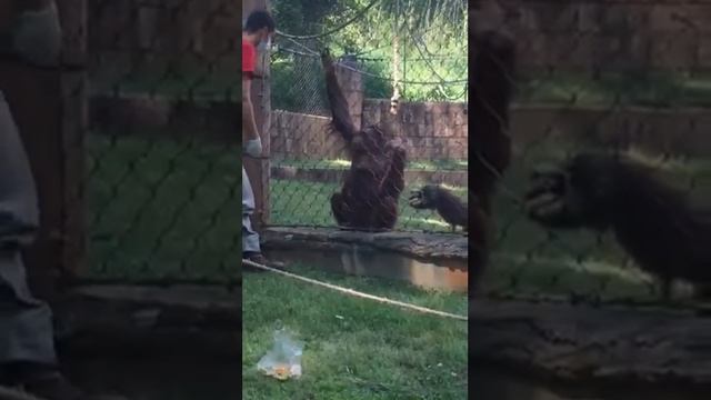 Behind the scenes tour orangutan training at the Greenville