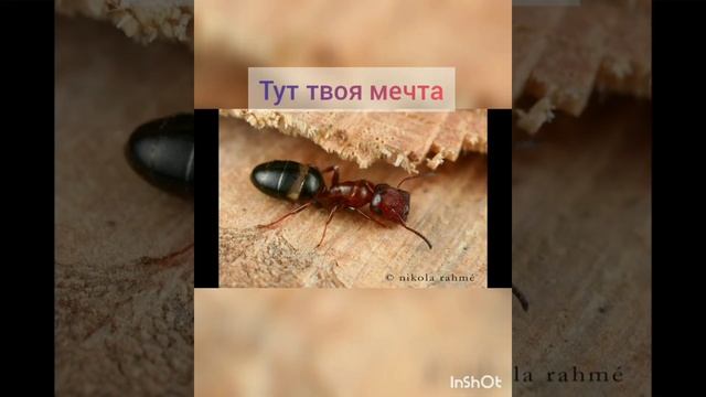МУРАВЬИ ТВОЕЙ МЕЧТЫ!