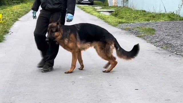 Дрессировка под ключ Клевер. Немецкая овчарка Бруно.