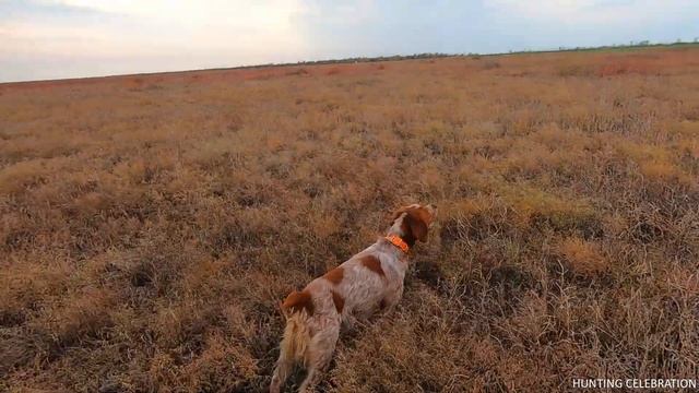 Gray partridge hunting. Epagneul Breton ERNESTO HUNTING CELEBRATION