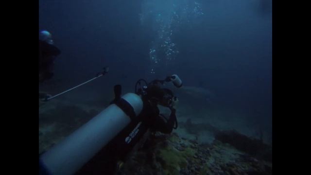 Thresher Shark and Scuba Divers