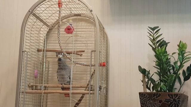 Попугай жако разговаривает