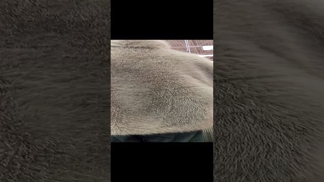1000038194.mp4