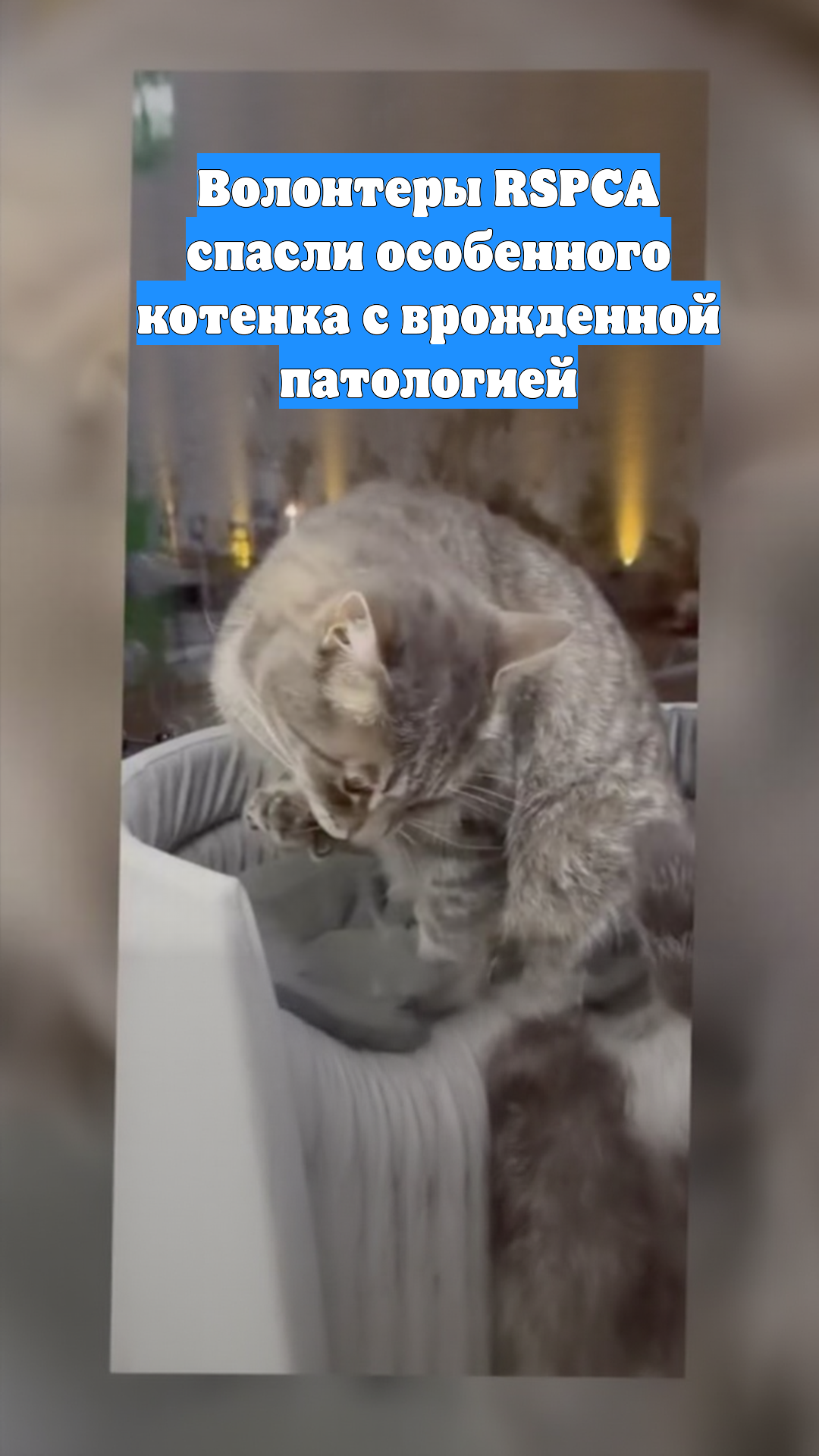 Волонтеры RSPCA спасли особенного котенка с врожденной патологией