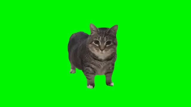 cat in green background