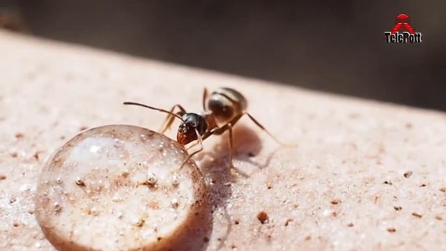 "Ameisen am Tropf" (trinkende Ameisen Nahaufnahmen)